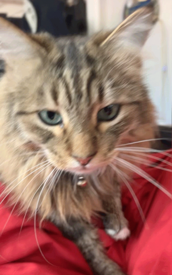 The most adorable cat you've ever seen getting pet by a very handsome man (me)